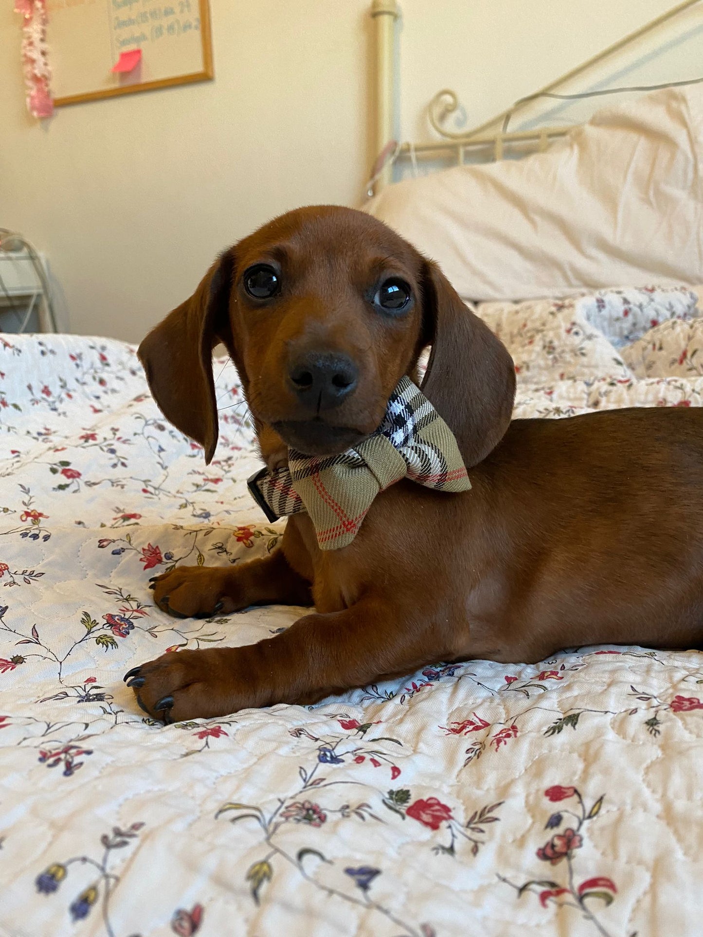 Conjunto de Paseo para Perro “Berry” – Elegancia y Comodidad en Cada Paseo