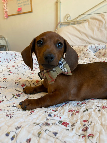Conjunto de Paseo para Perro “Berry” – Elegancia y Comodidad en Cada Paseo