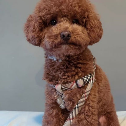 Dale a tu peludo un toque de elegancia y comodidad con este arnés de cinta con estampado Berry. Ajuste anatómico que distribuye la presión evitando tirones en el cuello. Cierre seguro y hebillas resistentes: Ideal para paseos seguros. Estampado Berry clásico: Un look atemporal que nunca pasa de moda.