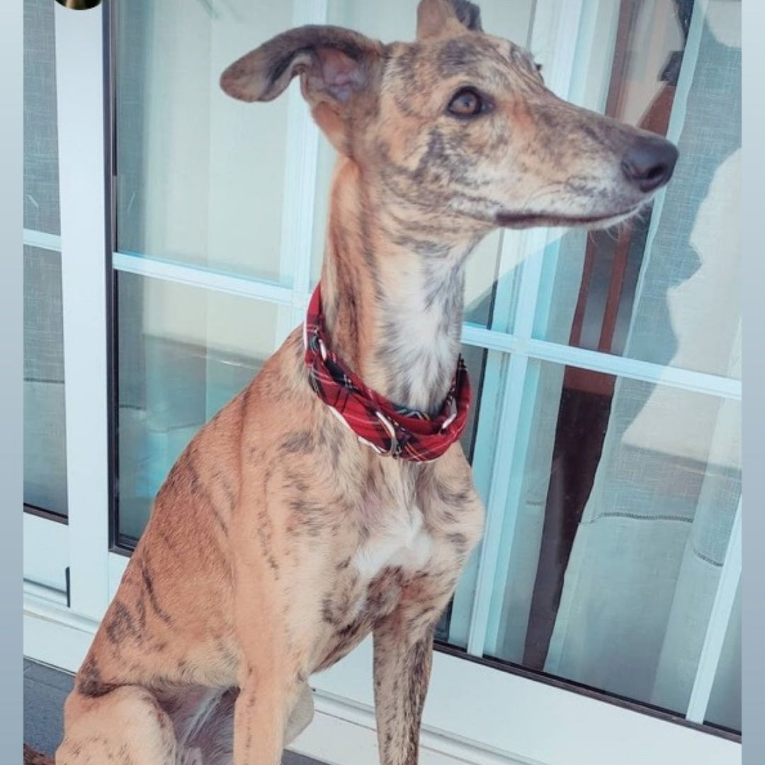 Un clásico que nunca pasa de moda. Este collar Martingale con estampado escocés combina la elegancia atemporal de los cuadros británicos con la funcionalidad que tu perro necesita. Perfecto para galgos, podencos y otras razas con cuello estilizado, ofrece un ajuste seguro y cómodo sin tirones bruscos. El tejido suave y resistente, junto con su patrón icónico, hace de cada paseo una escena digna de admirar. Porque tu perro merece destacar… con estilo propio.