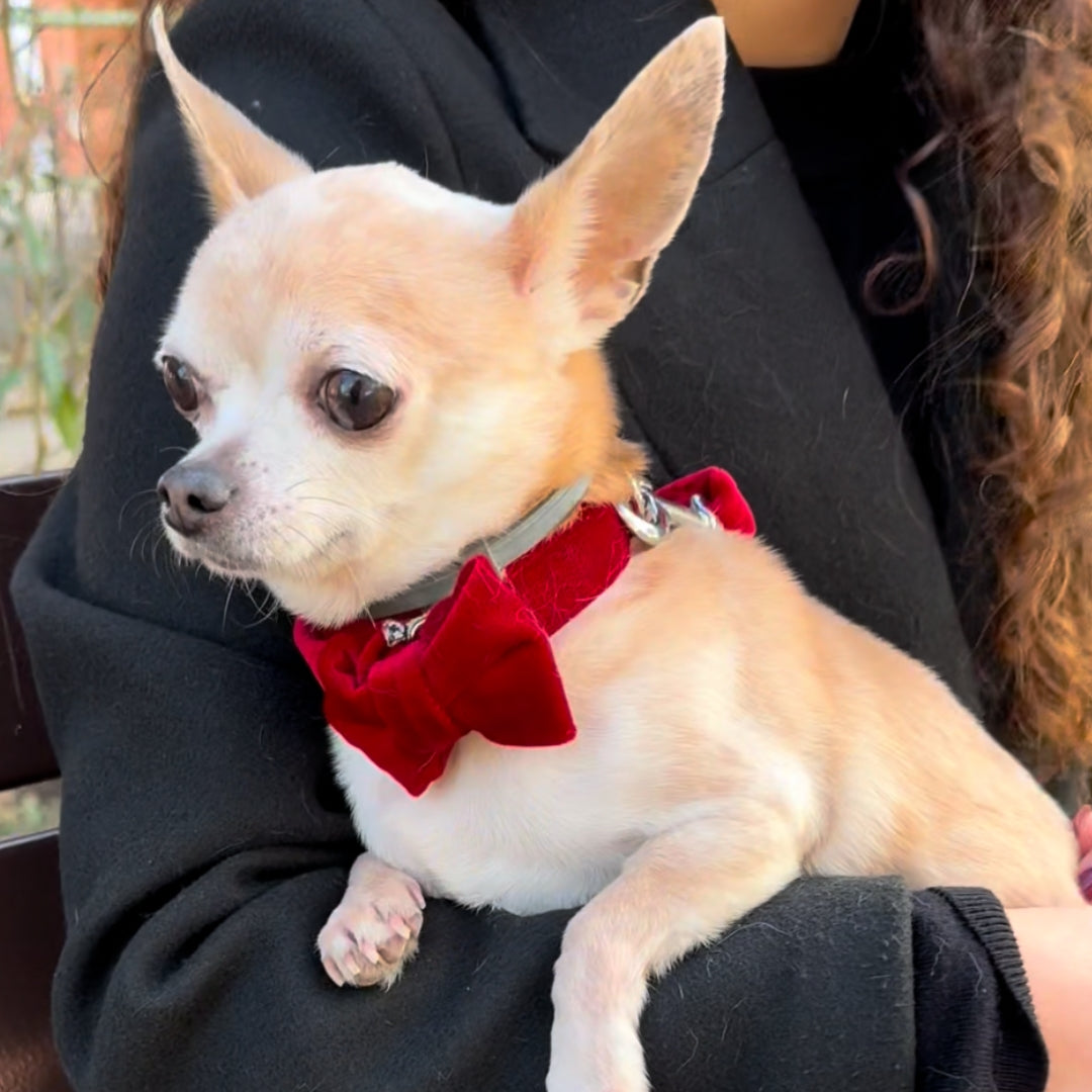 Perrita Rojita Pajarita para Perro modelo